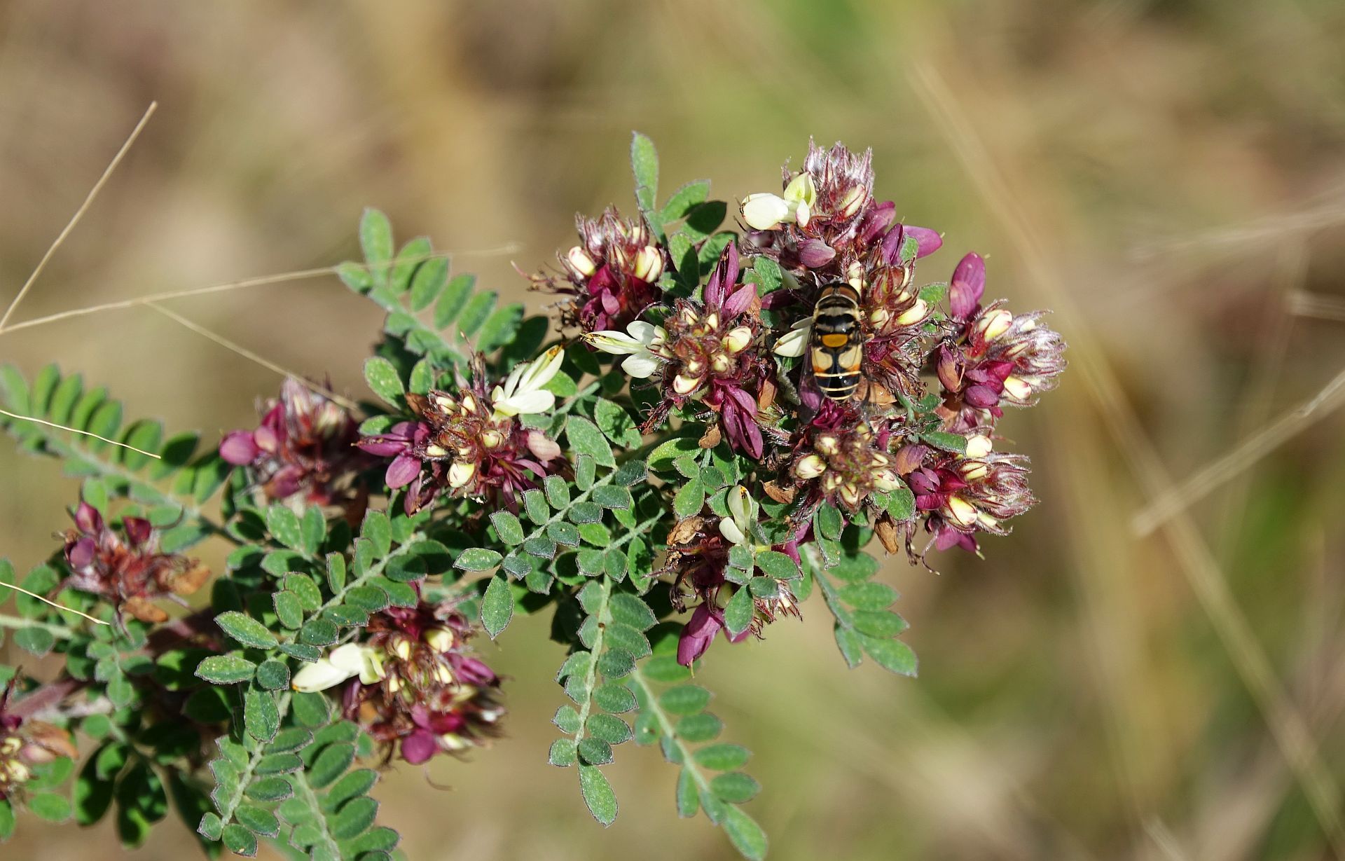 Florida Prairie Clover, Dalea floridana by Susan Kolterman FWS.gov